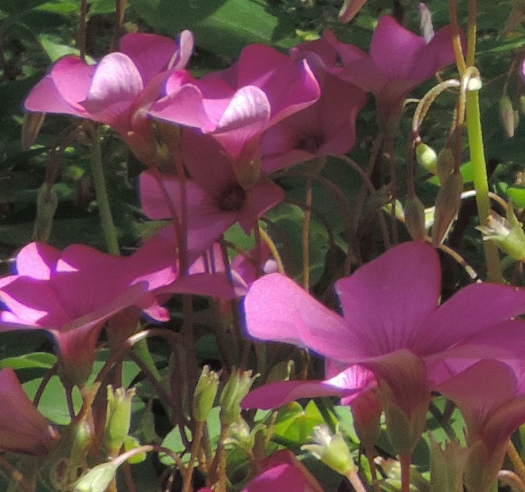 Oxalis articulata